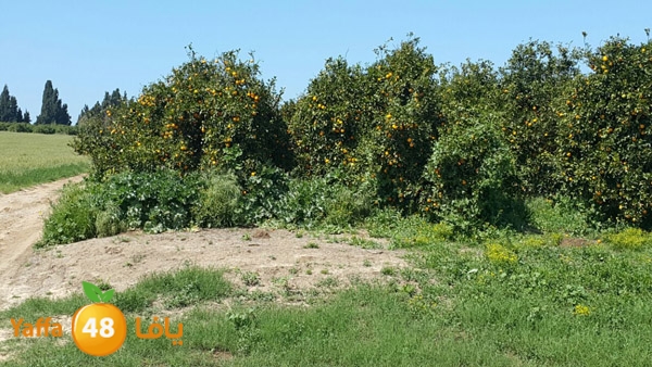 roben tabee3ar (15).JPG